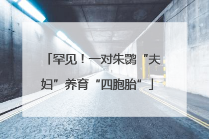 罕见！一对朱鹮“夫妇”养育“四胞胎”